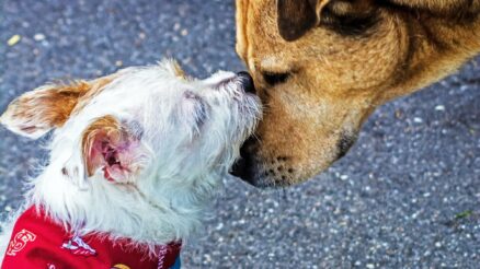 How to Transport Your Pet Safely to the Vet