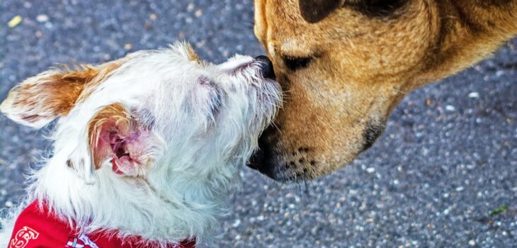 How to Transport Your Pet Safely to the Vet