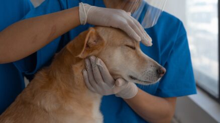 Information You Should Know About Veterinary Laser Therapy