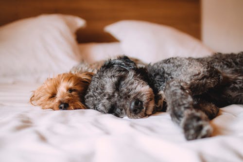 5 Crucial Points for Your Pets Well-Being