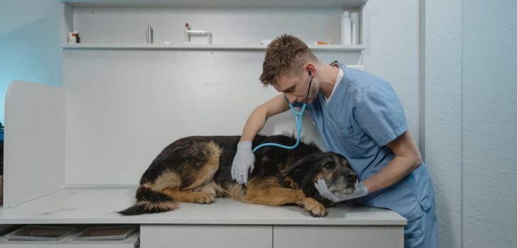 Pet Care 101: Is Vaccinating Your Pet Essential?