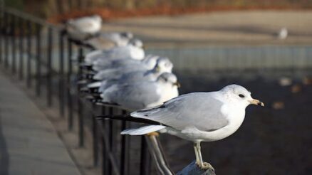 Three Best Practices When Feeding Your Pet Bird