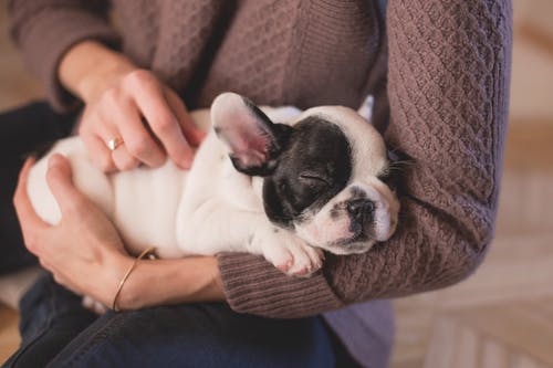 A Pet Owner’s Guide to Common Challenges They Face