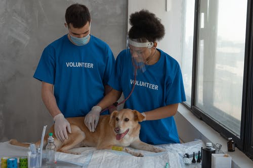 Advantages of Boarding Your Pets While Traveling