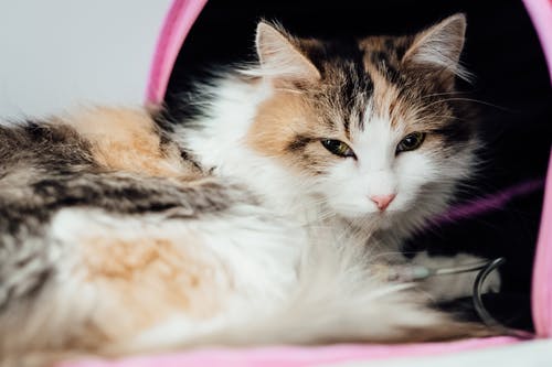 Reasons Why You Should Take Your Cat to the Vet Often