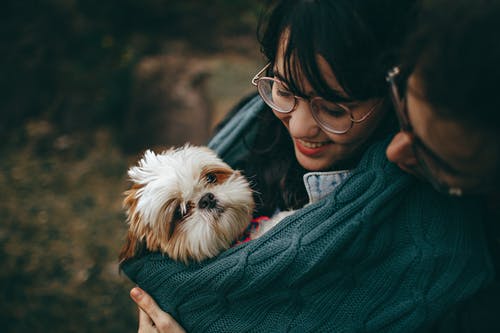 5 Ways Swimming Can Benefit Your Dog