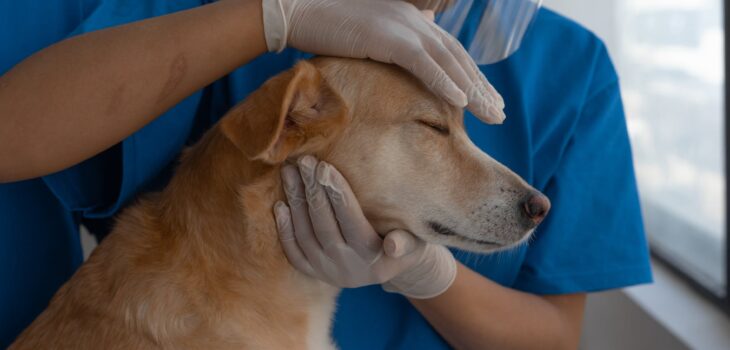 The Growing Importance of Geriatric Vet Specialists: Meeting the Needs of Aging Pets