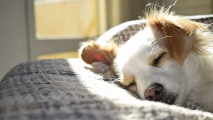 Boarding: Choosing the Perfect Temporary Home for Your Pet