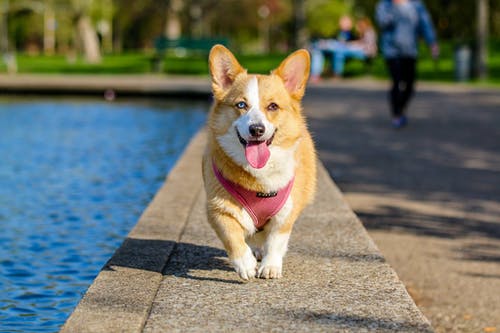 Expert Tips for Supporting Your Aging Pet