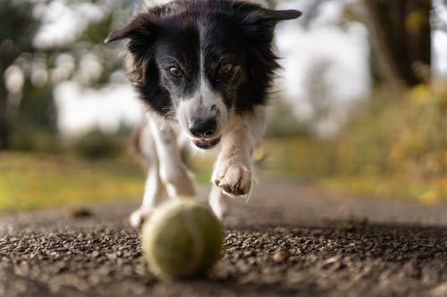 Discover the Incredible Benefits of Veterinary Cold Laser Therapy for Your Pet: How, When, and Why It Works