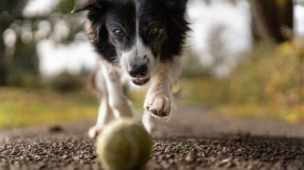 Is Your Pet at Risk? How Preventive Care Can Help Prevent Common Pet Health Issues and Diseases